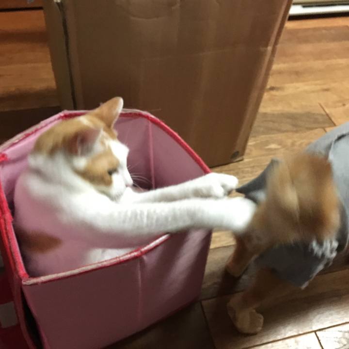 Bb2fdf37 d4c0 40ec bbbb 5d79659c86b4 1530096837841