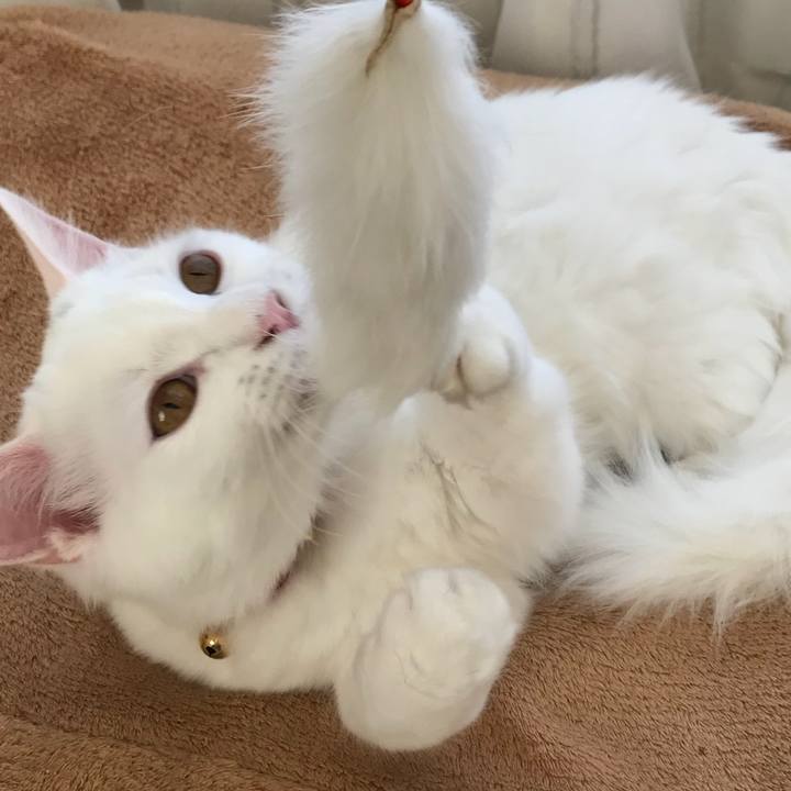 Bb3263a5 60c1 4ced a897 594895049f68 1513393059338