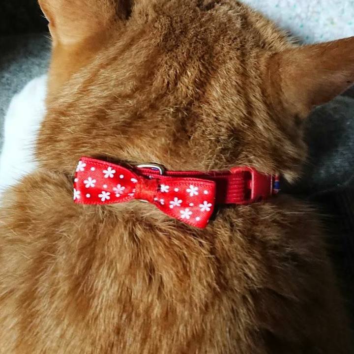 Bb3ca6e4 91f7 4819 9bf7 cc7cd916ff89 1576747033416