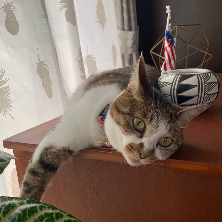 Bb3cb2d4 231f 4aa7 88e8 70d96fc217ec 1567054892975