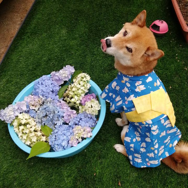 Bb3cb72e 028e 4dd4 8510 18e32b2c8c89 1593737992859