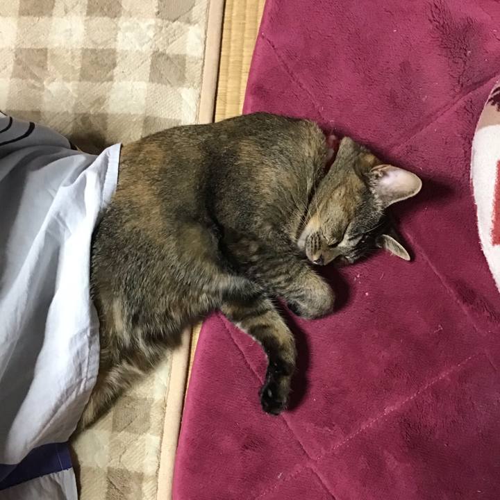 Bb3eaa3a 29f1 41b6 8814 fc586a682e21 1605604904180