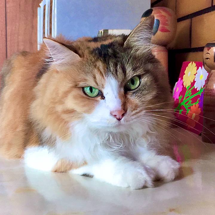 Bb40ca49 5a0b 4e0b bd09 30d2ebb92fd0 1596406320506