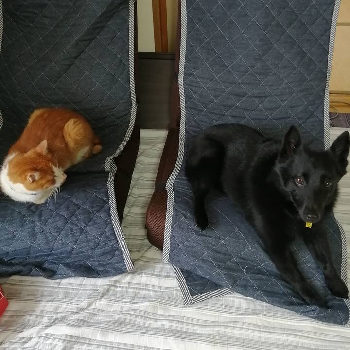 Bb41bb94 df6e 495f b5ab 4392dab759ed 1594852267888