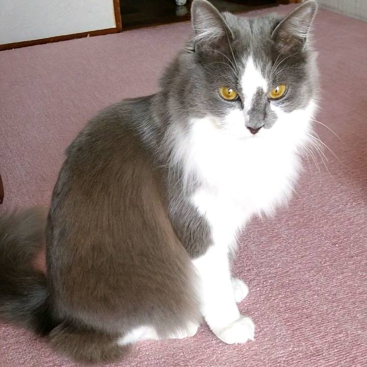 Bb436a0d 1393 4dbd 9c6c a1b5baf8d1f7 1586065767669