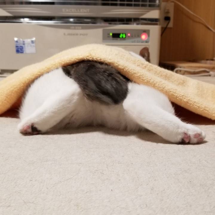 Bb43eae1 2c36 4c39 8b11 e4b6170b0627 1554116836908