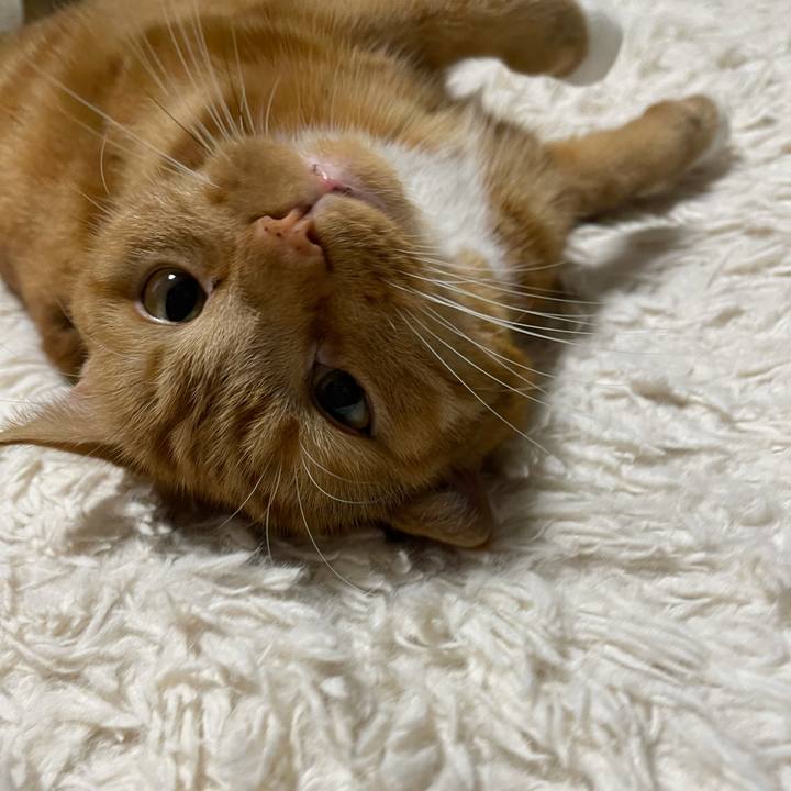 Bb44ba50 24cb 46ef b0fc 3698c1c888b7 1633180890638