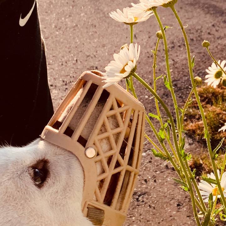 Bb4b0c11 554d 4538 98ff d1d0feb69b9b 1592080112727