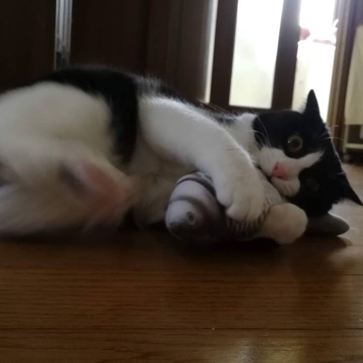 Bb4c002a c738 46d2 bf53 11c0ff9bbc4a 1559136027760