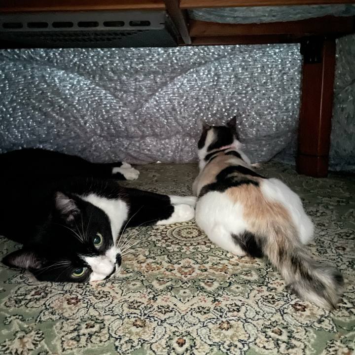 Bb4c8cac 2b0a 481a 99c2 5e1577145428 1734330438018