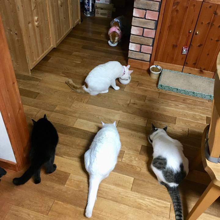 Bb518d38 2603 4913 86e6 d3c582cb3b4f 1529854190560