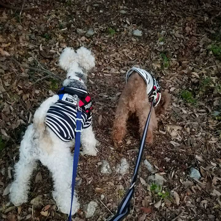 Bb5523de 7213 4818 8fd0 27b61ac5ea92 1513815684237