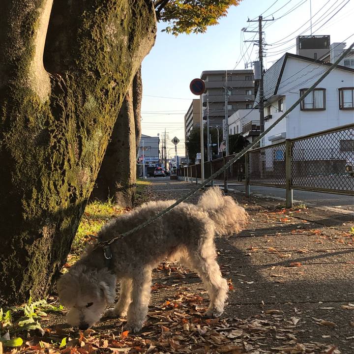 Bb556365 15cd 4499 8792 d6afd6915f7d 1573520150301