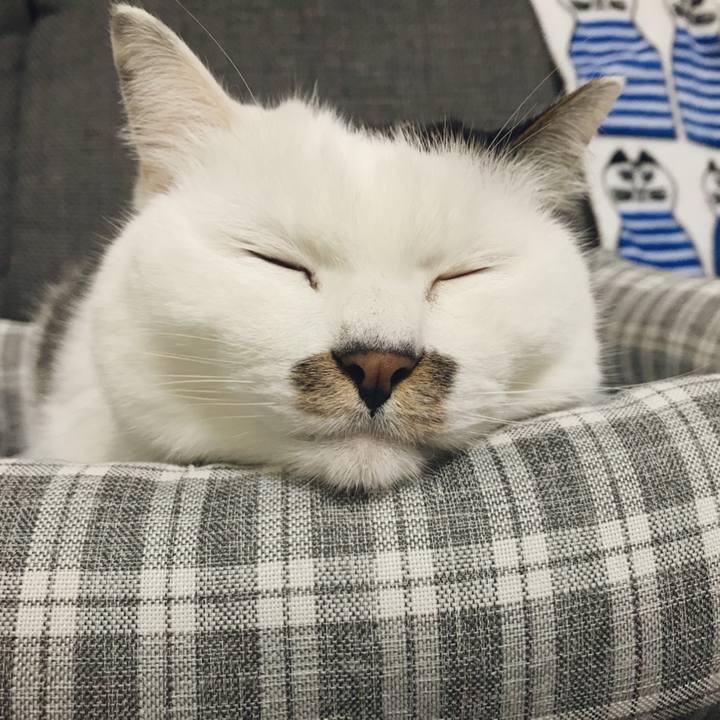 Bb57cf8e b56b 42c6 a942 16dea0d710ea 1514035586048