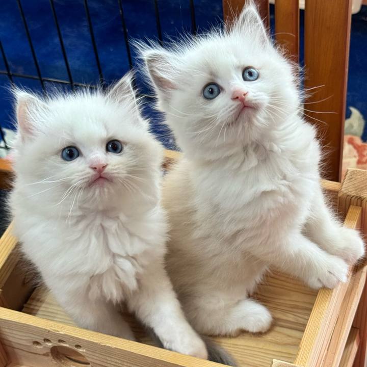 Bb5b7638 26a5 4330 ba90 7f30d9e9ee63 1751600917727