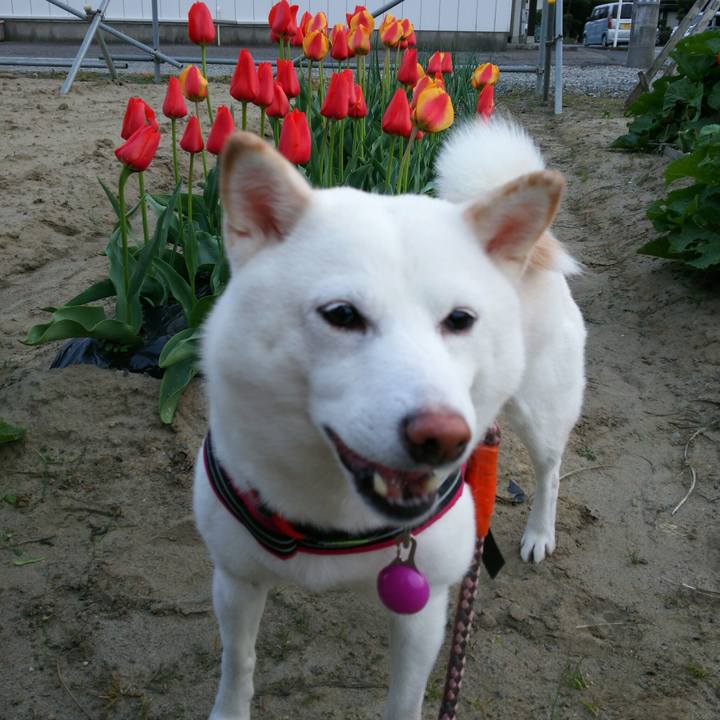 Bb6456e2 43fa 45dd ae24 4df148317aaf 1555580285205