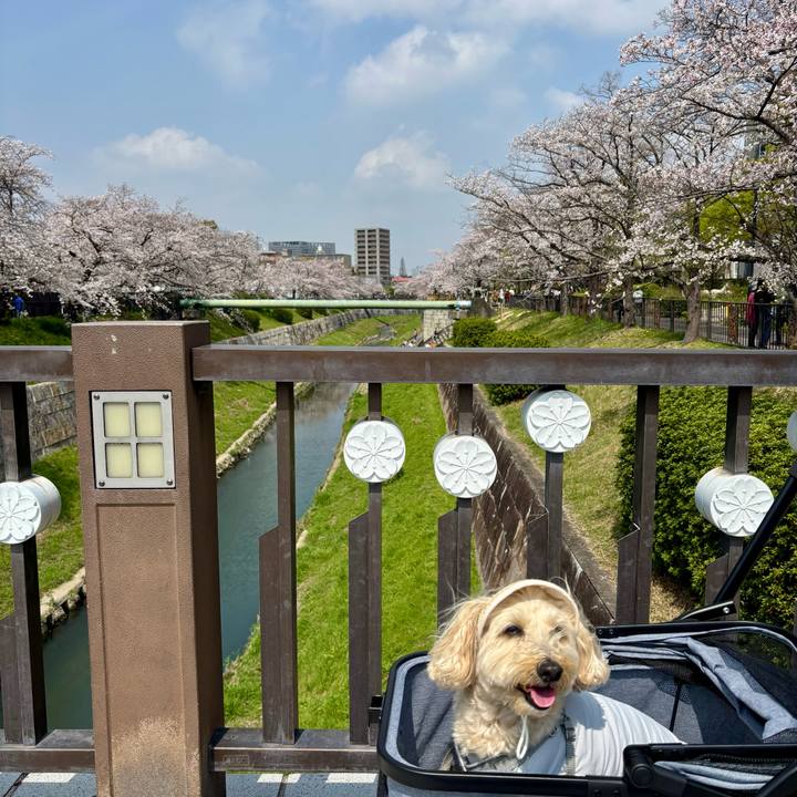 Bb65566c 26e6 4dbd ac39 1701f08e562d 1774846546471