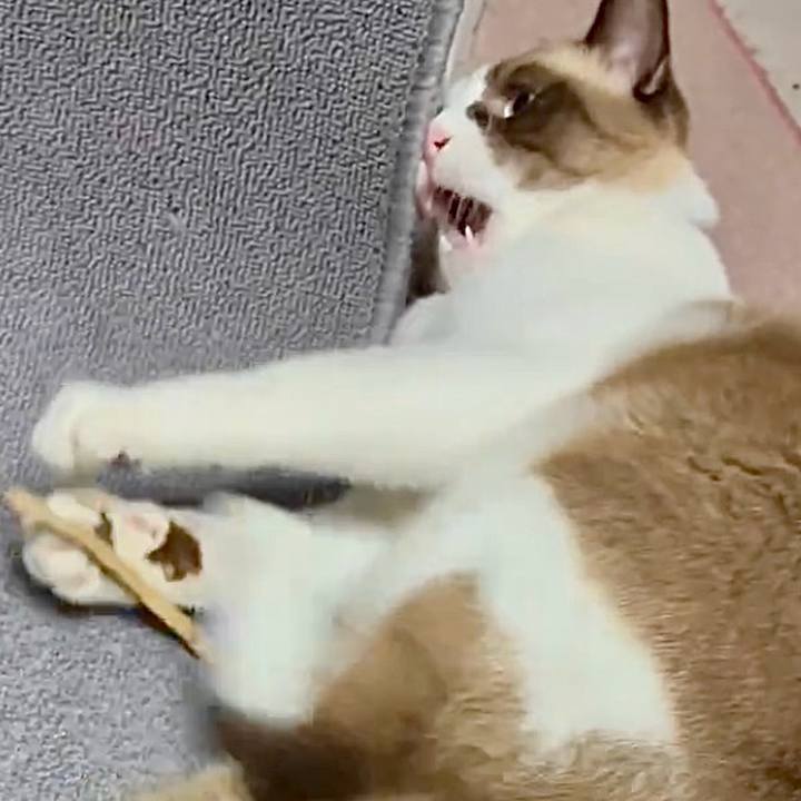 Bb65d276 8fa9 4c66 a652 8b837b19b6ae 1759919613237