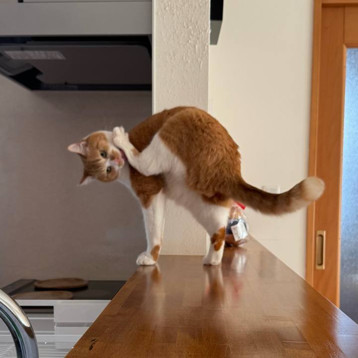 Bb6ac78f 706d 4ba4 89c8 037d94b3fd76 1770258742487