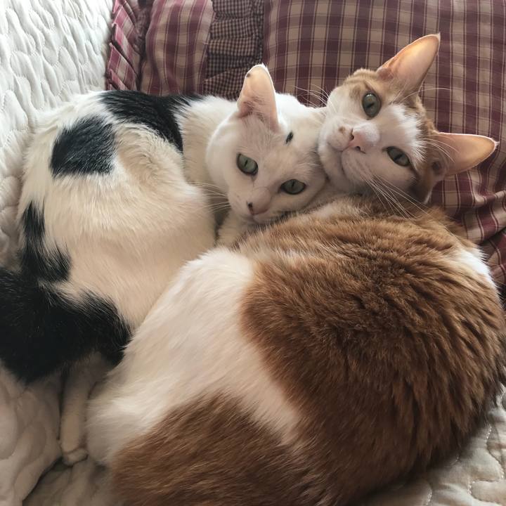 Bb743fe0 c9e4 4ab6 964a 1aa67c561808 1523853126444