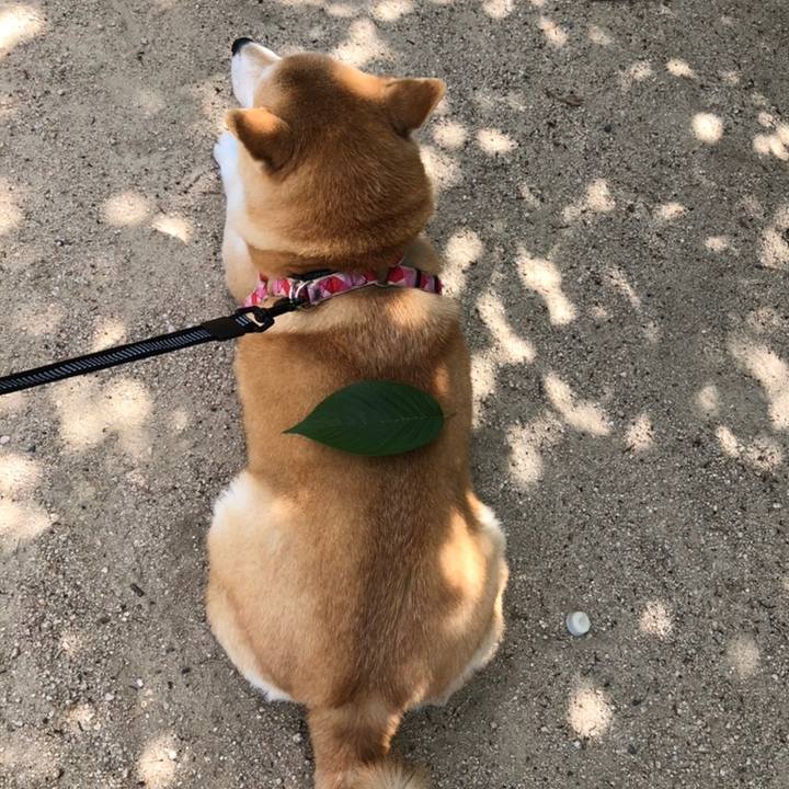 Bb75b328 ef2a 48c4 a079 c3a272a716b1 1558529093827