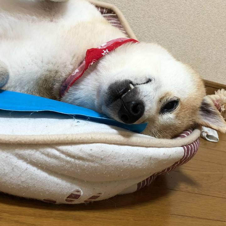 Bb77700a 6360 43ae 9474 c2a4b2434bf5 1597565170273