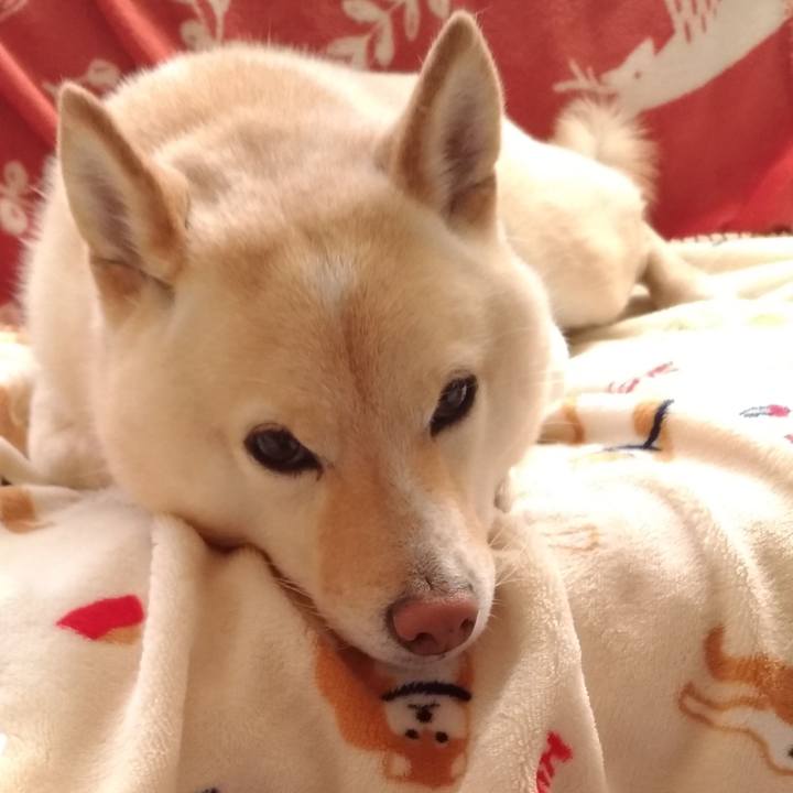 Bb7b46c4 55da 4047 ab2c 0397f61b3da8 1614465216216