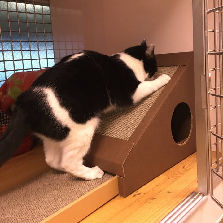 Bb8155be 4a45 4c3d a333 4135e043dda3 1546255035844