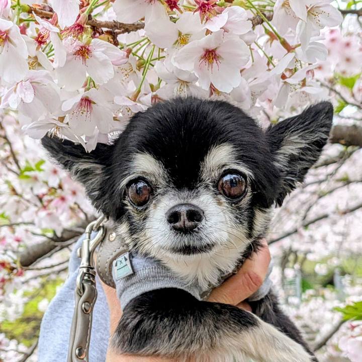 Bb82ee02 1a8a 43a1 b49b 4b2a7d3c8072 1775303395751