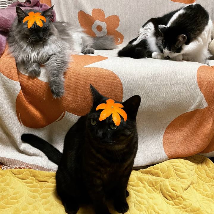 Bb839ed4 b860 43a3 a9f6 c0848285561d 1735950223880