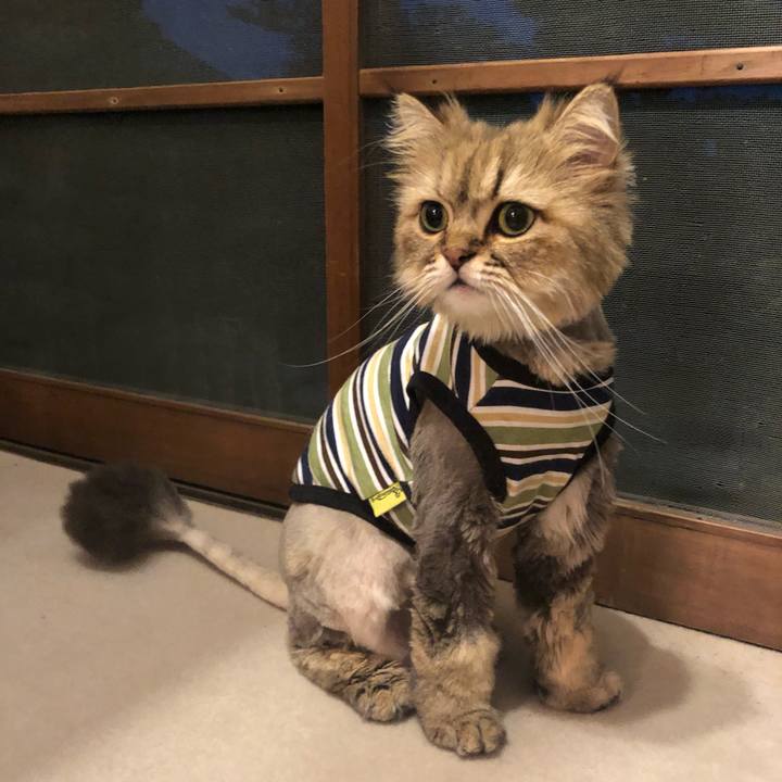 Bb84ce52 b2b0 4b8b b43b a69ef05d91a6 1559560461985