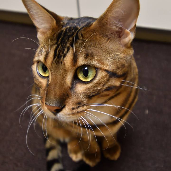 Bb8556fd 426b 4fa9 8e52 a4569a94e466 1511619846937