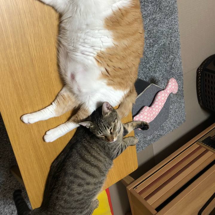 Bb85e76e a734 42f9 8ac1 7493f5e53b6c 1533911814611