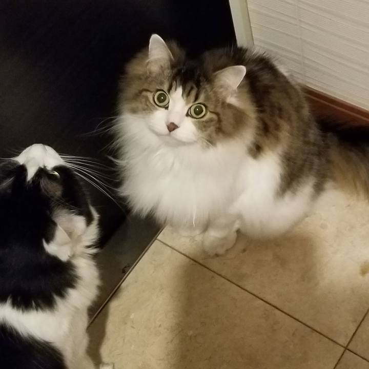 Bb88f39a 8462 4a6b be36 76f67e697f0f 1581636944150