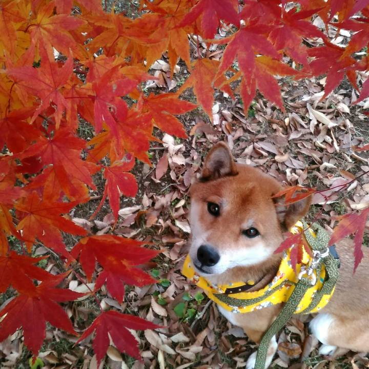 Bb8c35a8 7f4a 4d36 b8d7 7e475c4c3cbf 1511773504098