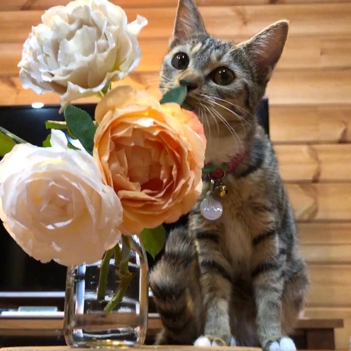 Bb8f5718 bd0c 42e0 a766 2ff9e25db7be 1560341642485