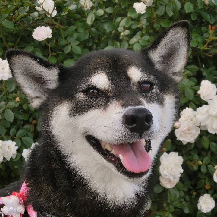 Bb9001aa 13a2 4e8a 9815 ae987701f953 1528758943424