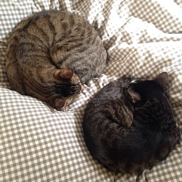 Bb909b38 eb2d 4e2c a8d3 154c065fe8e5 1511393918526