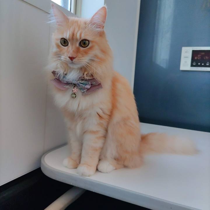 Bb931d2e 24b1 4f95 99a6 4c37627338f4 1725773125702