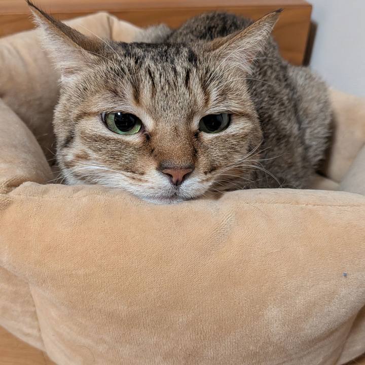 Bb99f0f8 d4b4 4b7c bc54 aa0c9d6a4044 1771280477327