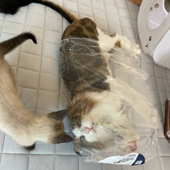 Bba0caed 3521 4c13 b85a 8ec5e755ac61 1688859607331