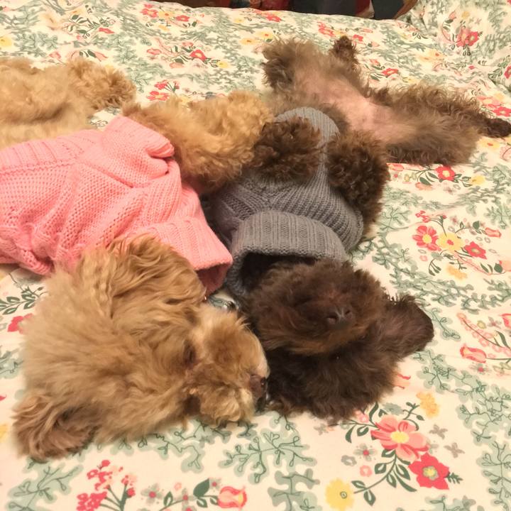 Bba269f4 22c1 4e6c a069 9680b47217e8 1543099420195