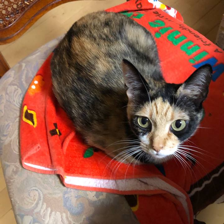 Bba34df1 4f0a 47e2 9a09 48a93c2336d2 1552573153115