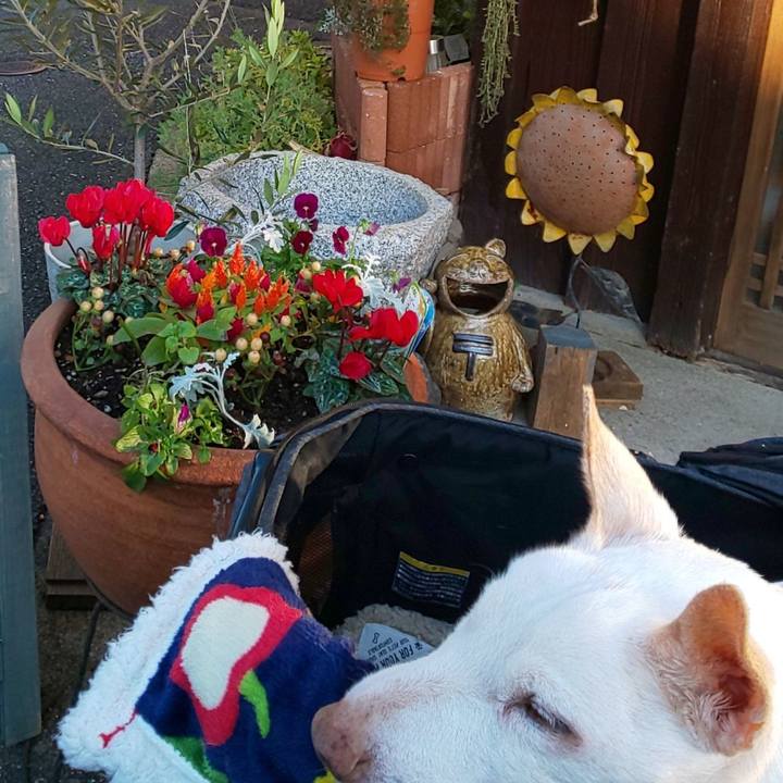 Bba4b729 8e96 434a 9a0a 0b5d73101a2f 1604963867133