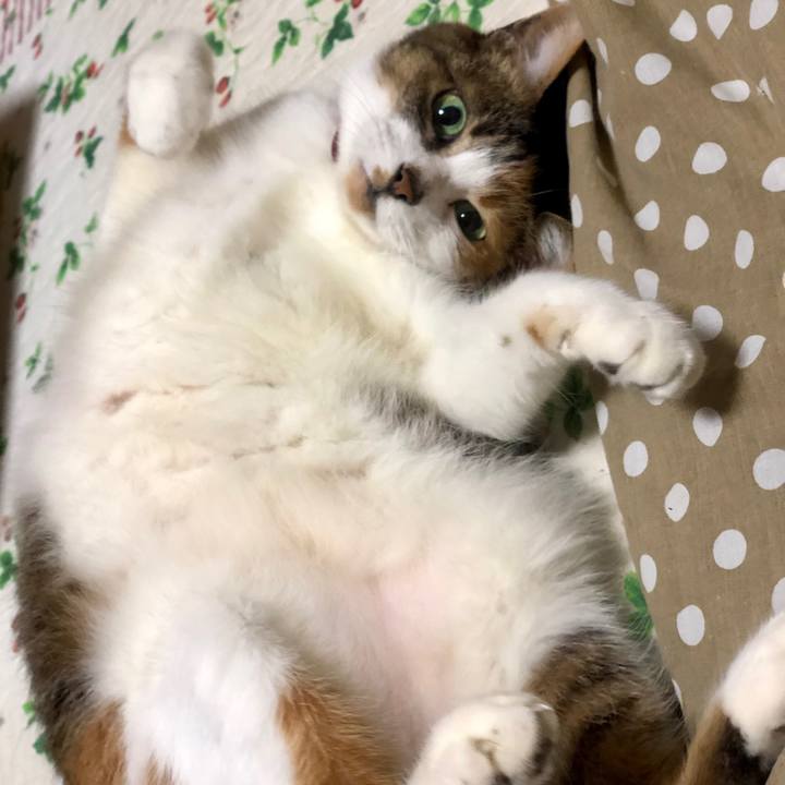 Bba5c9d0 784d 472d 83ce fd3e0c60ef9e 1583676958383