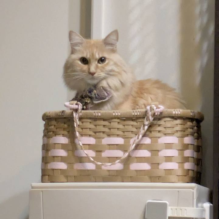 Bba7049b 8cbe 4964 b4b5 4a38f58ad7d2 1765189986593