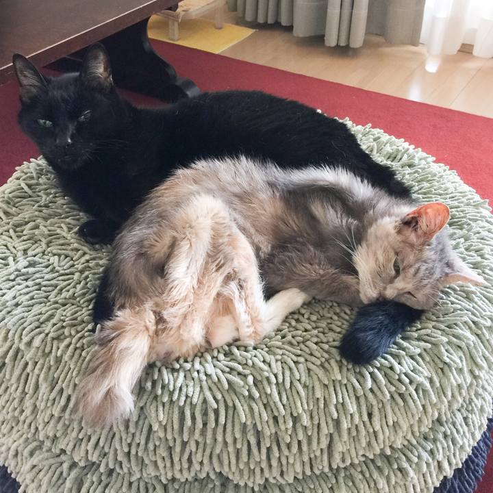 Bba75b32 5395 4295 b891 19ff259d7ca4 1525317436153