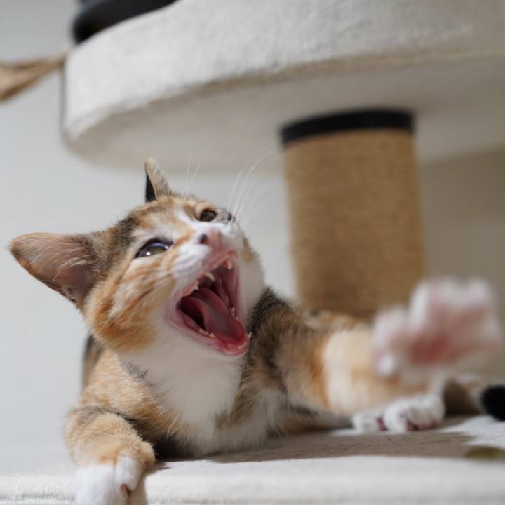 Bba9ca1c c718 463c aa14 0e8ef10a0860 1571183734890