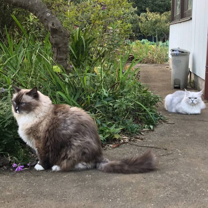 Bbae02c0 f486 4aa7 8fe3 f61b7350a993 1541907573131