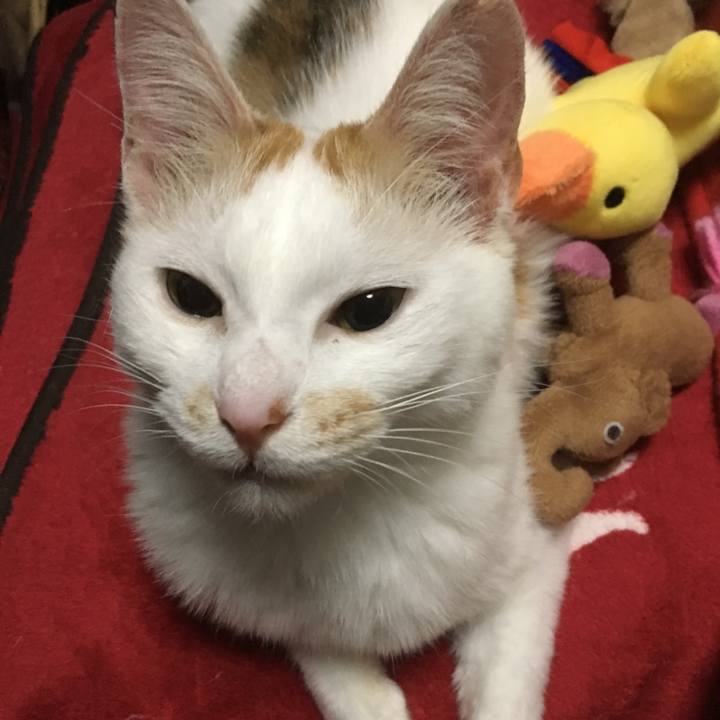 Bbaefc0d 87c2 4b5b 9629 ff3b3200c106 1526126061122